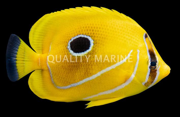 Bennett's Butterflyfish