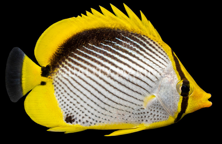 Blackback Butterflyfish