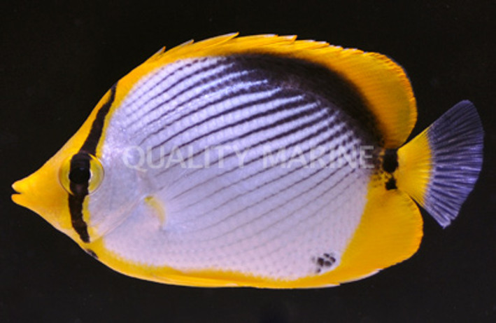 Blackback Butterflyfish