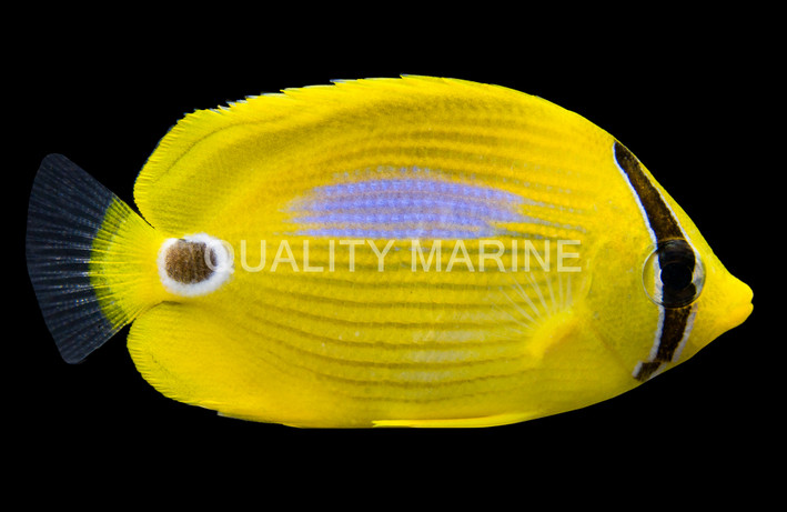 Blueblotch Butterflyfish