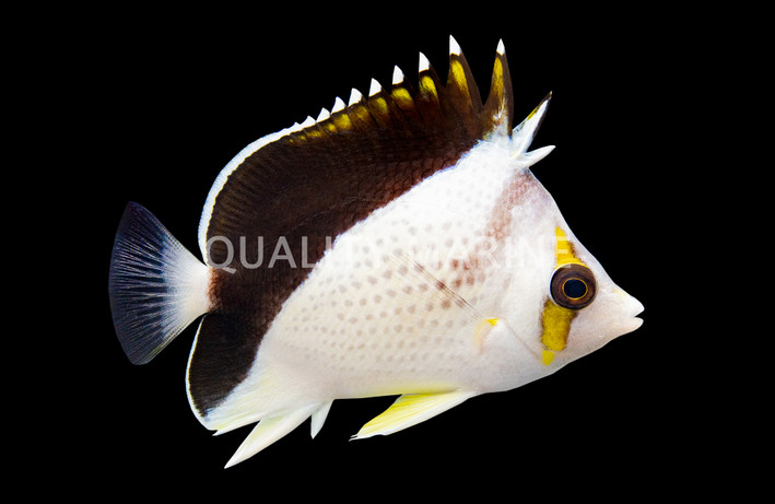 Burgess Butterflyfish
