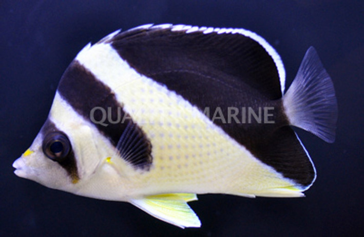 Burgess Butterflyfish