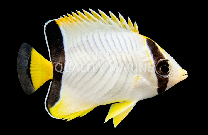 Chevron Butterflyfish