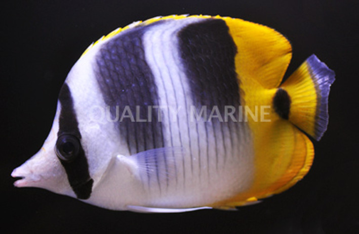 Double Saddle Butterflyfish