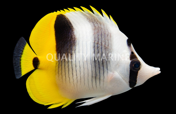 Double Saddle Butterflyfish