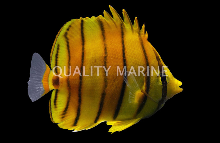 Eightband Butterflyfish