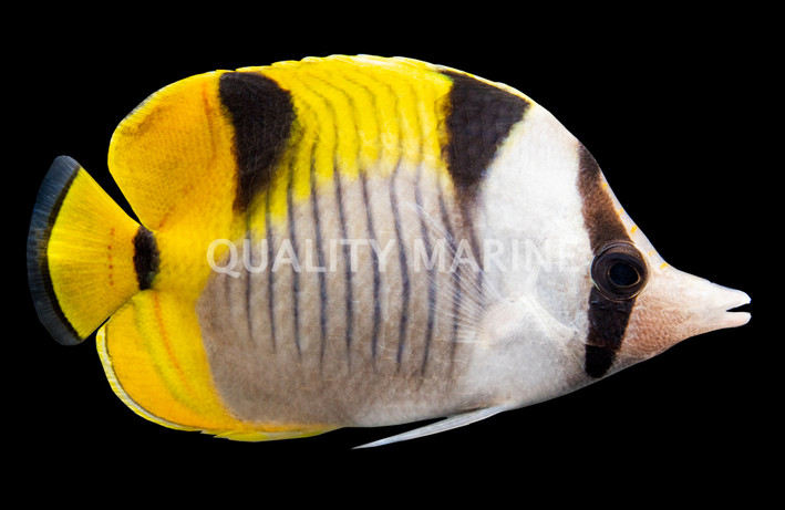 Falcula Butterflyfish