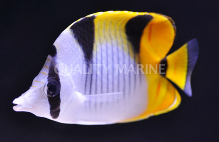 Falcula Butterflyfish