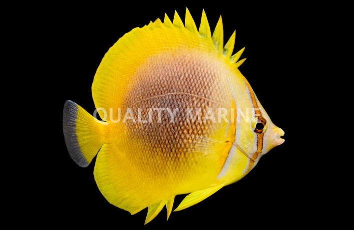 Golden Butterflyfish