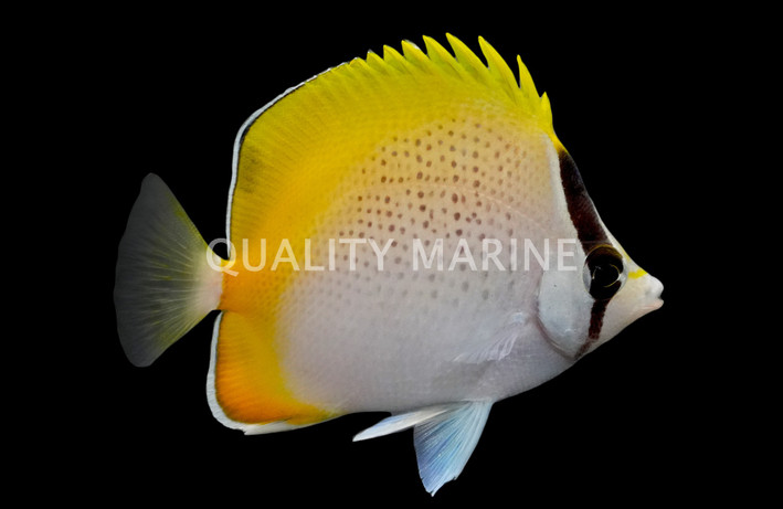 Gunther's Butterflyfish