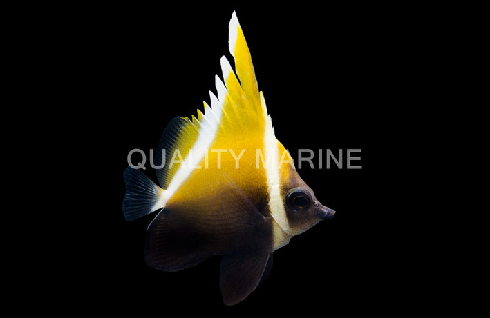 Horned Bannerfish