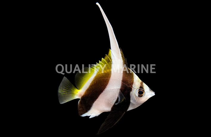 Schooling Bannerfish