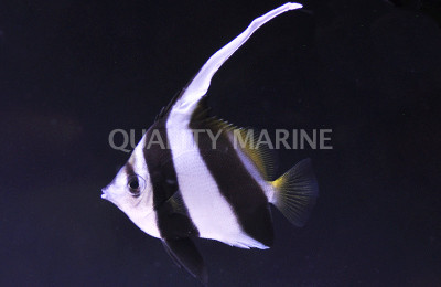 Schooling Bannerfish