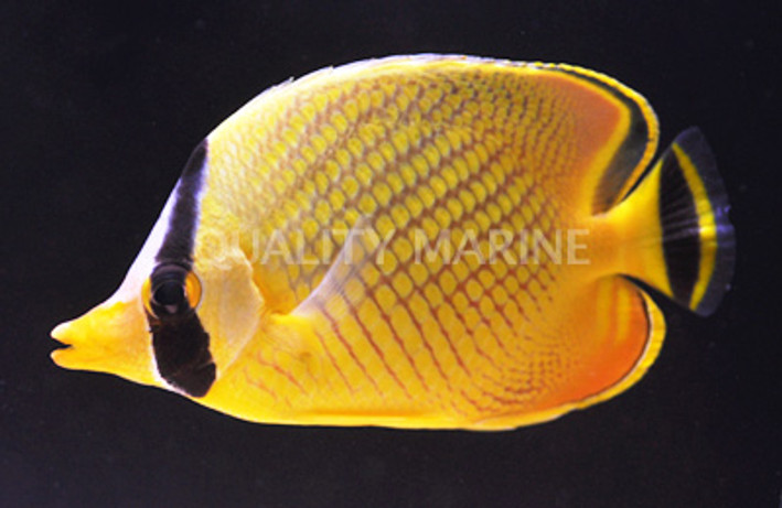 Latticed Butterflyfish