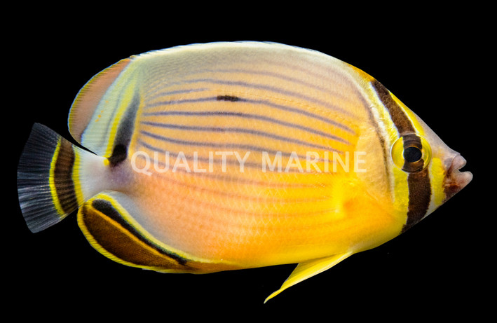 Melon Butterflyfish