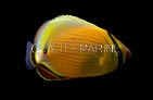 Melon Butterflyfish