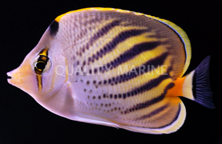 Pelewensis Butterflyfish