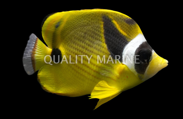 Raccoon Butterflyfish