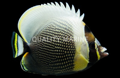 Reticulated Butterflyfish