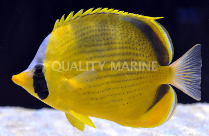 Dotted Butterflyfish