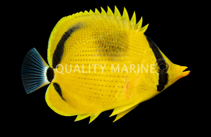 Dotted Butterflyfish