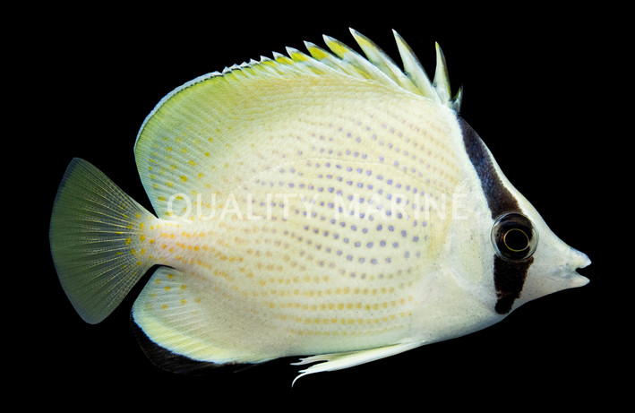 Speckled Butterflyfish