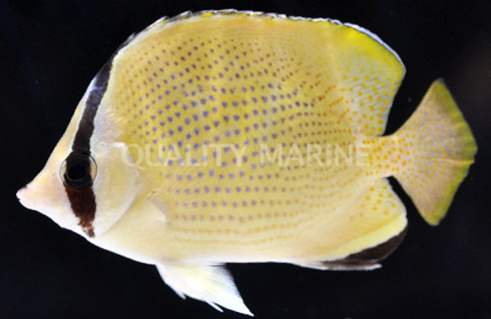 Speckled Butterflyfish