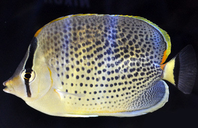 Peppered Butterflyfish