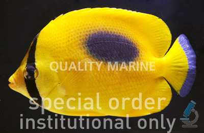 Mirror Butterflyfish