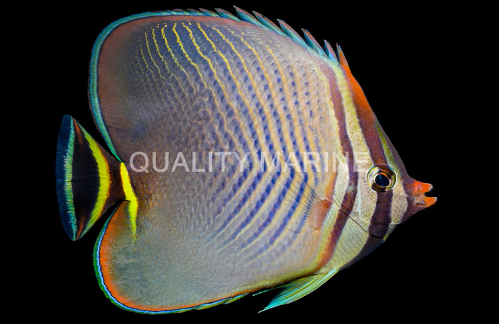 Eastern Triangular Butterflyfish