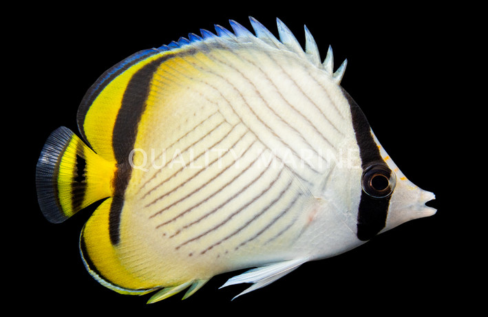 Vagabond Butterflyfish