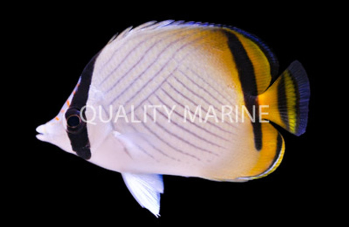 Vagabond Butterflyfish