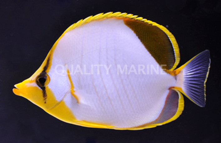 Yellow Head Butterflyfish