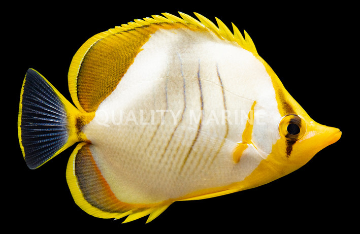 Yellow Head Butterflyfish