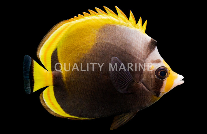 Black Butterflyfish
