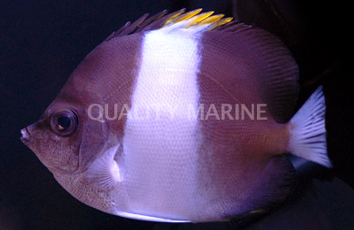 Zoster Butterflyfish