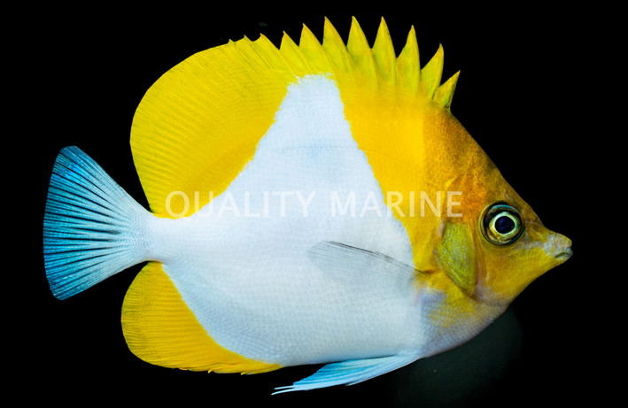 Pyramid Butterflyfish