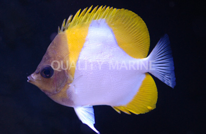 Pyramid Butterflyfish