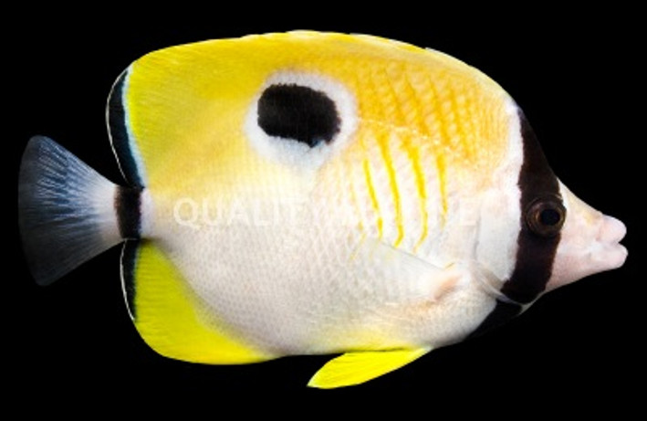Teardrop Butterflyfish