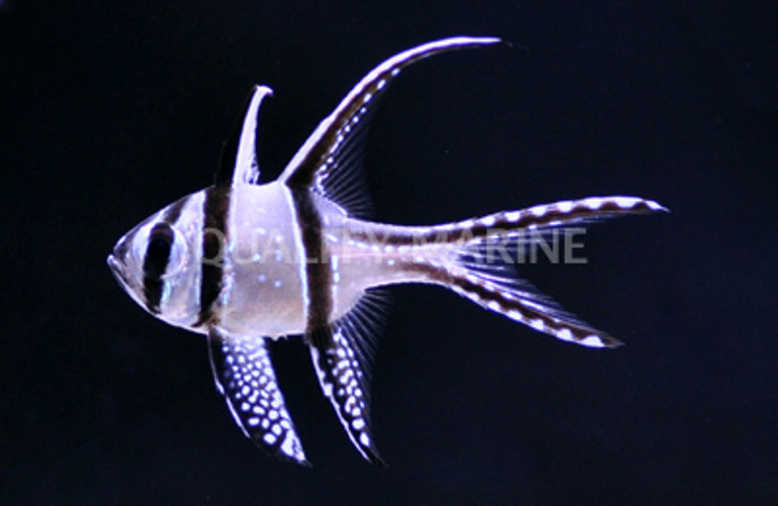Kaudern's Cardinalfish