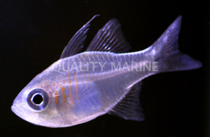 Longspine Cardinalfish