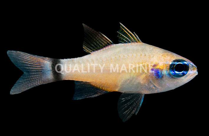 Bandtail Cardinalfish