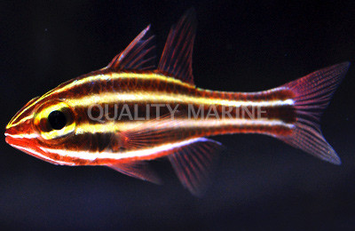 Blackstripe Cardinalfish