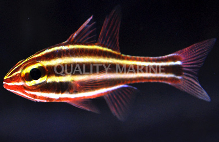 Blackstripe Cardinalfish