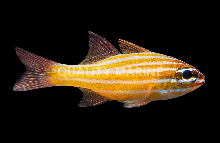 Yellow Striped Cardinalfish