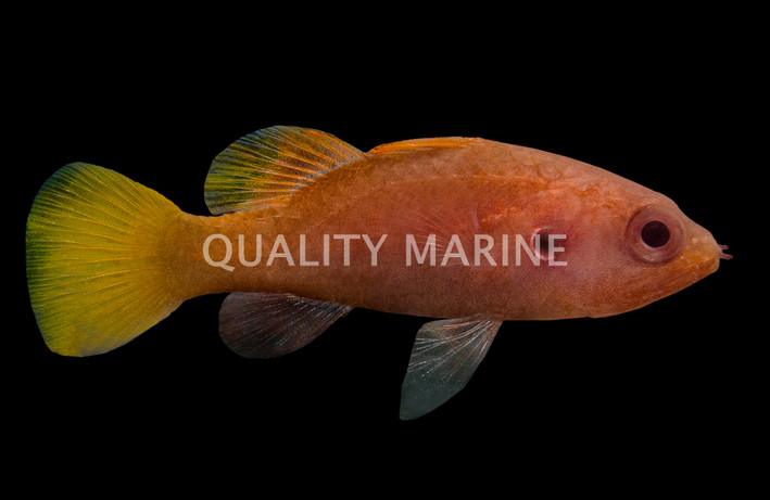 Yellow Tail Cardinalfish :: 13521