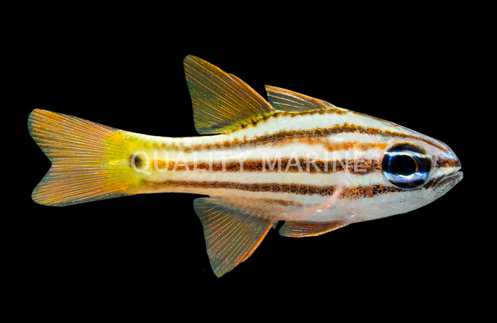 Ochre Striped Cardinalfish