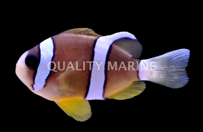 Clarkii Clownfish