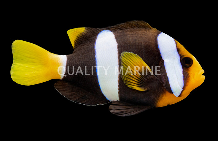 Black Clarkii Clownfish
