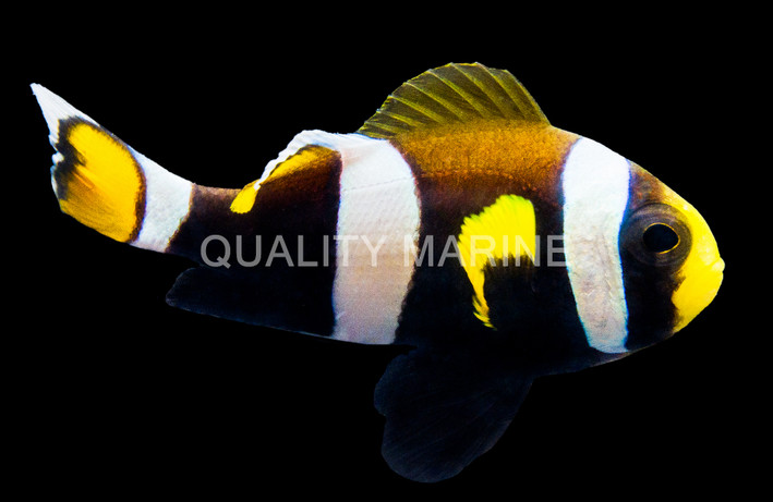Latezonatus Clownfish